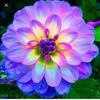 lorispencer74